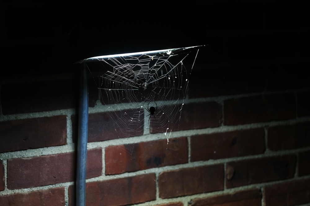 Spider,Web,With,Black,Widow,Spider